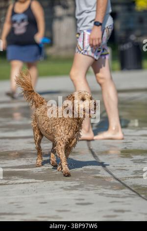 Bagnato a piedi sul soleggiato marciapiede del parco acquatico vicino alle persone Foto Stock