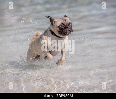 Un energico pug che salta attraverso l'acqua del parco acquatico poco profonda Foto Stock