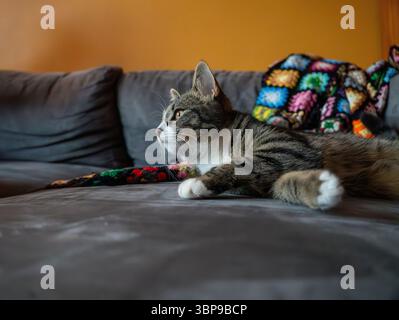 Piccolo gattino a righe in divano grigio con parete gialla dietro e una coperta colorata Foto Stock