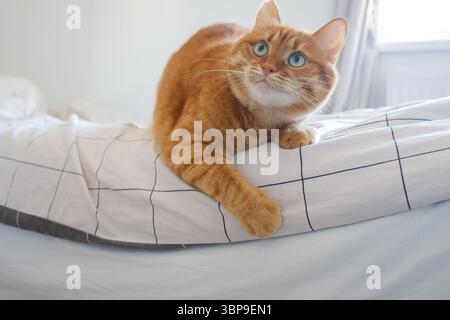 Un gatto di zenzero carino che gioca sul letto da vicino Foto Stock
