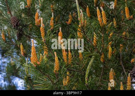 I rami di pino scozzese mostrano vivaci coni maschili e femminili annidati tra lunghi aghi verdi che evidenziano le strutture riproduttive dell'albero e la natura naturale Foto Stock