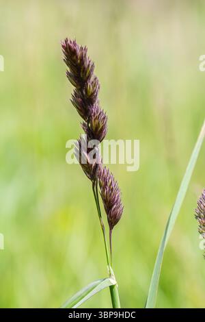 L'erba di frutteto mostra caratteristici gruppi di spikelet in vibrante viola su uno sfondo di verde verdeggiante tipico della crescita di tarda primavera. Foto Stock