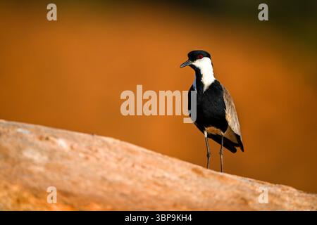 Un solitario lapide di Blacksmith con un sorprendente piumaggio bianco e nero si erge su una roccia con uno sfondo arancione. Taita-Taveta, Kenya Foto Stock