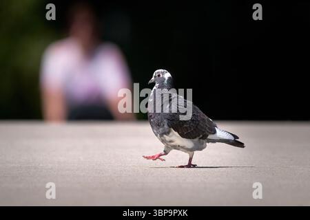 Pigeon che cammina lungo un marciapiede di fronte a un ciclista in avvicinamento Foto Stock