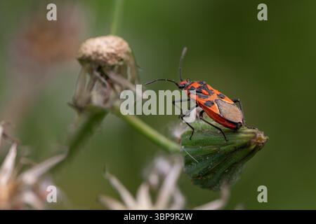 Rosso brillante vero insetto con motivi neri su una base di fiori secchi, macro-fotografia che enfatizza texture, contrasto e colori vivaci e naturali Foto Stock