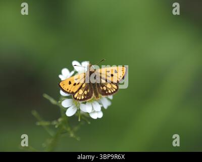 Carterocephalus silvicola arroccato su fiori bianchi nel prato estivo Foto Stock