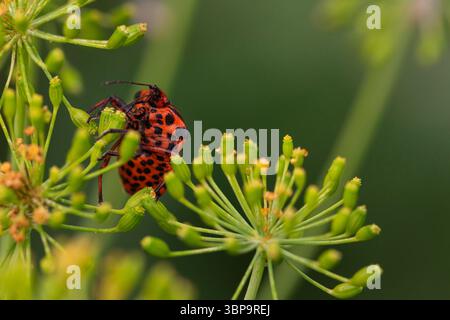 Fotografia dettagliata di insetti con insetti arancioni e neri su piante di erbe fiorenti Foto Stock