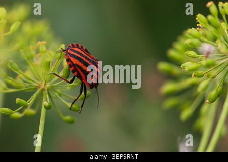 Primo piano di insetti con scudo rosso e nero su piante verdi erbacee - foto di insetti macro selvatici Foto Stock