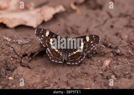 Forma estiva di Araschnia levana alata scura che riposa su terreno rurale con Brown e Orange Dettagli Foto Stock