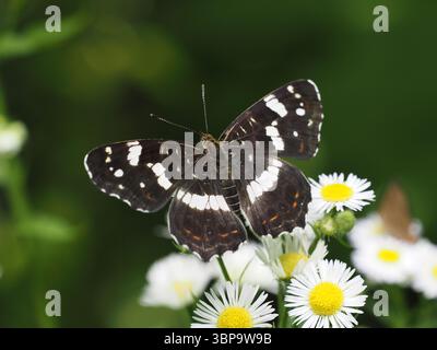 Araschnia burejana (forma estiva) che si nutre di margherite selvatiche in habitat naturale Foto Stock