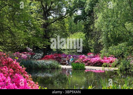 Isabella Plantation con Rhododendri e Azaleas in piena fioritura, Richmond Park West London Inghilterra Regno Unito Foto Stock