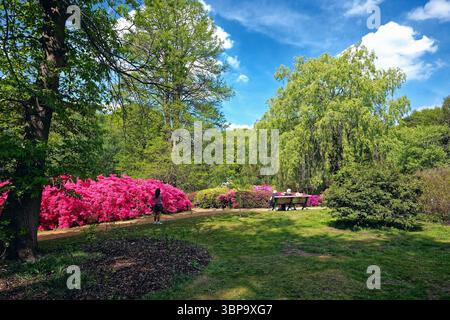 Isabella Plantation con Rhododendri e Azaleas in piena fioritura, Richmond Park West London Inghilterra Regno Unito Foto Stock