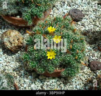 Cactus, Parodia maranana con il fiore giardino botanico KIT Karlsruhe, Baden Wuerttemberg, Germania Foto Stock