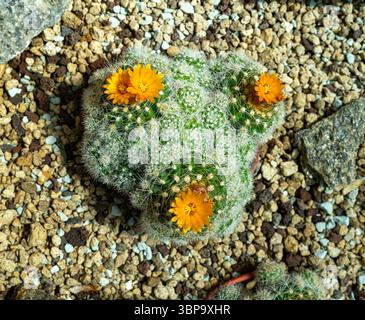 Cactus, Parodia maranana con il fiore giardino botanico KIT Karlsruhe, Baden Wuerttemberg, Germania Foto Stock