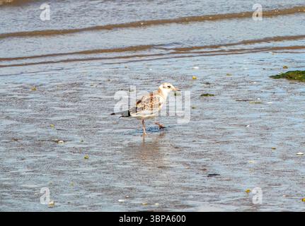 Gabbiano giovanile con testa nera (Chroicocephalus ridibundus) Foto Stock