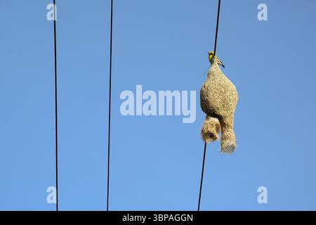 Baya Weaver uccello e nido appeso sul cavo elettrico. Foto Stock