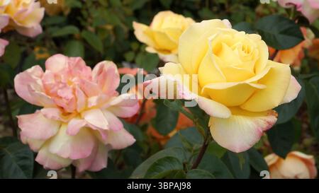 Grandi fiori doppi di rose da tè ibride 'Gloria dei' brillano di giallo con petali dai bordi rosa, trasudando eleganza e fragranza nei lussureggianti setti del giardino Foto Stock