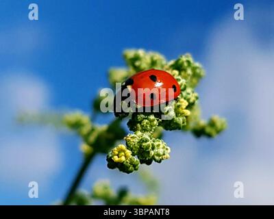 Primo piano di una coccinella su una lama verde vibrante di erba con un cielo blu d'acciaio sullo sfondo Foto Stock