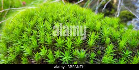 Primo piano del muschio stellare nel verde chiaro della foresta Foto Stock
