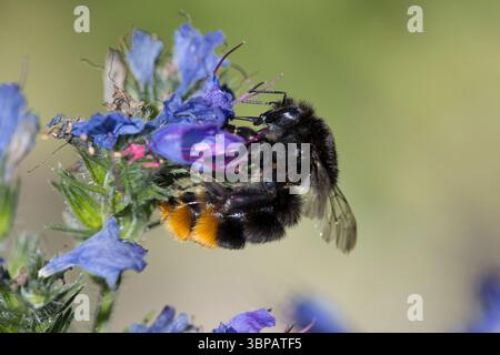 Steinhummel, Stein-Hummel, Bombus lapidarius, Pyrobombus lapidarius, Melanobombus lapidarius, Aombus lapidarius, Weibchen beim Blütenbesuch auf Natter Foto Stock