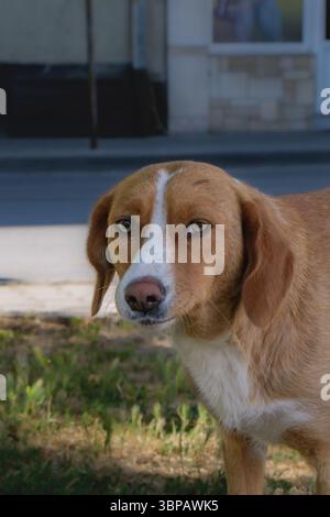 Un cane miscuglio di beagle si trova in un parco, con la luce del sole che filtra tra gli alberi. L'erba circonda le zampe mentre guarda curiosamente i passanti, mostra Foto Stock
