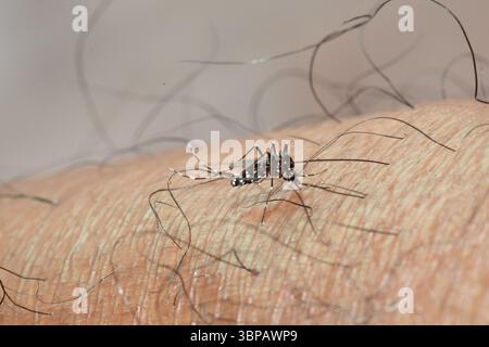 La zanzara tigre asiatica (aedes albopictus) succhia sangue dalla pelle umana Foto Stock