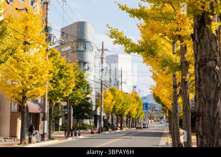 Kameoka, Kyoto, Giappone. Un bellissimo viale di alberi di ginkgo con vibranti foglie di giallo dorato che costeggiano via Knittelfeld in autunno. Foto Stock