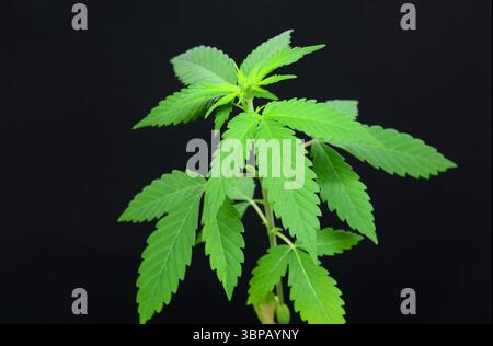 Cannabis, nota anche come marijuana isolata su sfondo nero. Foto Stock