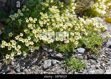 Sassifrage bianco (Saxifraga exarata) su montagne rocciose. Fiori selvatici nelle Alpi. Foto Stock