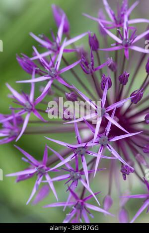 Primo piano di allium viola Foto Stock