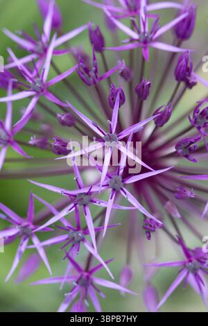 Primo piano di allium viola Foto Stock