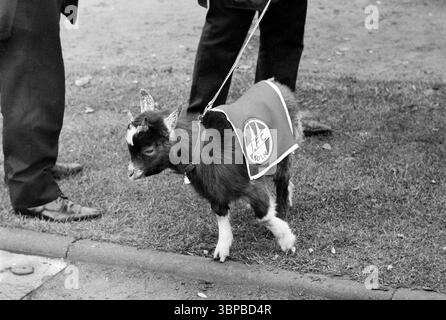 Anni sessanta, sport, calcio, Bundesliga, 1966/1967, 1) FC Koeln vs. Borussia Moenchengladbach 1-2, 26.11.1966, Muengersdorf Stadium di Colonia, Billygoat Hennes, mascotte del 1. FC Koeln Foto Stock