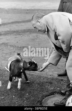 Anni sessanta, sport, calcio, Bundesliga, 1966/1967, 1) FC Koeln vs. Borussia Moenchengladbach 1-2, 26.11.1966, Muengersdorf Stadium di Colonia, Billygoat Hennes, mascotte del 1. FC Koeln, presidente del club Franz Kremer (Colonia) gli dà un pezzo di zucchero Foto Stock