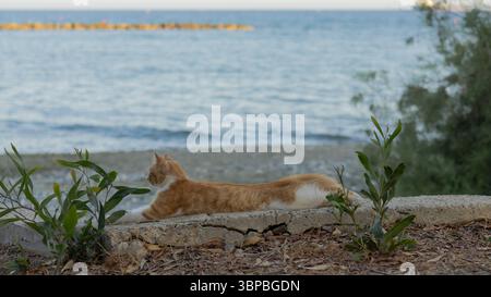 Un gatto disteso su un muro sulla spiaggia di dasoudi a Limassol Foto Stock