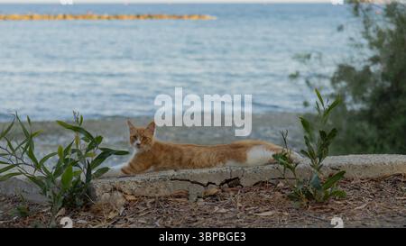 Un gatto disteso su un muro sulla spiaggia di dasoudi a Limassol Foto Stock