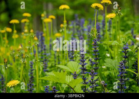 L'Ajuga genevensis (conosciuta anche come Upright Bugle, Blue Bugle, Geneva Bugleweed, Blue Bugleweed) è una pianta in fiore originaria dell'Europa. Foto Stock
