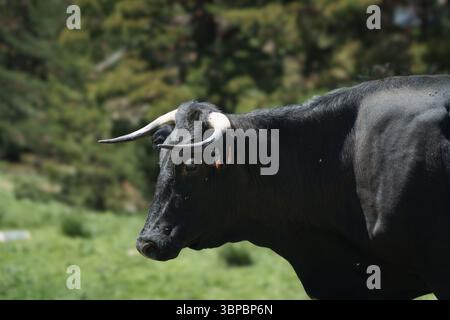 Una mucca nera con corna e un'etichetta sull'orecchio. La mucca è in piedi in un campo erboso Foto Stock