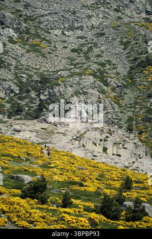 Un gruppo di persone sta camminando su un sentiero in un campo di fiori gialli. Il sentiero è circondato da alberi e rocce Foto Stock