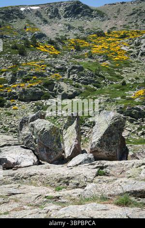 Una grande roccia si trova nel mezzo di una collina rocciosa. La collina è ricoperta di erba e presenta alcuni fiori gialli sparsi ovunque Foto Stock