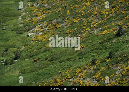 Una collina coperta di erba e fiori gialli. Una mucca sta pascolando sull'erba Foto Stock