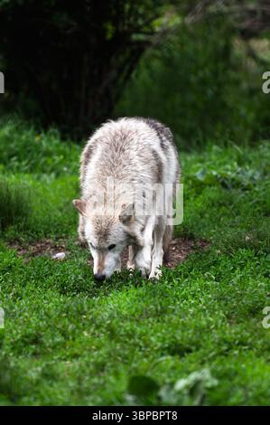 Lupi grigi alla "Wolf Hollow" North American Wolf Foundation di Ipswich, Massachusetts. Foto Stock