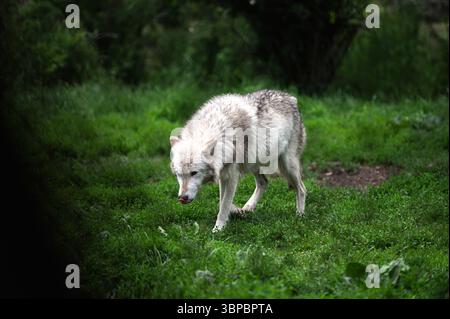 Lupi grigi alla "Wolf Hollow" North American Wolf Foundation di Ipswich, Massachusetts. Foto Stock
