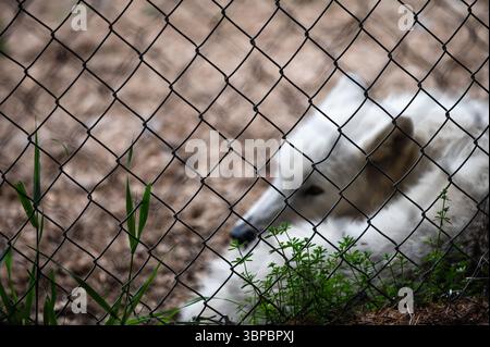 Lupi grigi alla "Wolf Hollow" North American Wolf Foundation di Ipswich, Massachusetts. Foto Stock
