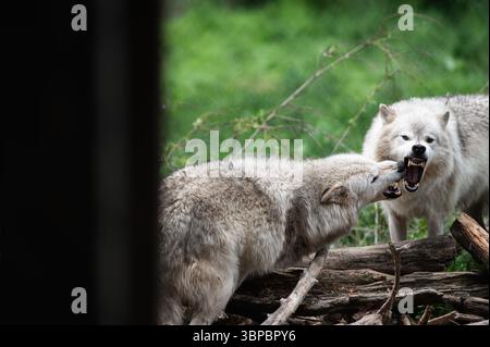 Lupi grigi alla "Wolf Hollow" North American Wolf Foundation di Ipswich, Massachusetts. Foto Stock