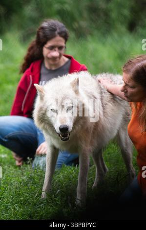 Lupi grigi alla "Wolf Hollow" North American Wolf Foundation di Ipswich, Massachusetts. Foto Stock
