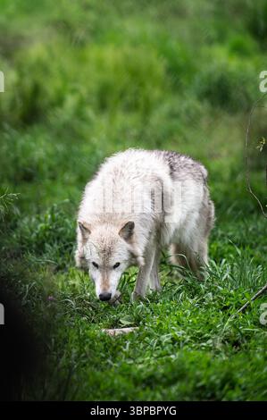 Lupi grigi alla "Wolf Hollow" North American Wolf Foundation di Ipswich, Massachusetts. Foto Stock