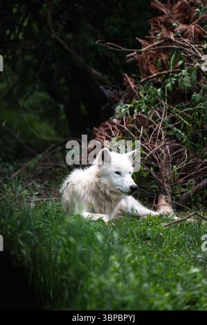 Lupi grigi alla "Wolf Hollow" North American Wolf Foundation di Ipswich, Massachusetts. Foto Stock