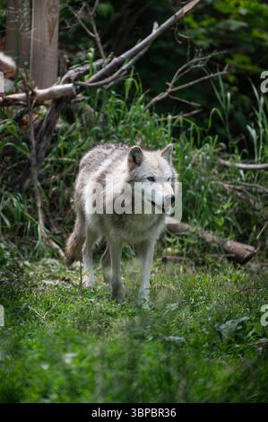 Lupi grigi alla "Wolf Hollow" North American Wolf Foundation di Ipswich, Massachusetts. Foto Stock