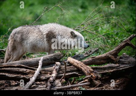 Lupi grigi alla "Wolf Hollow" North American Wolf Foundation di Ipswich, Massachusetts. Foto Stock