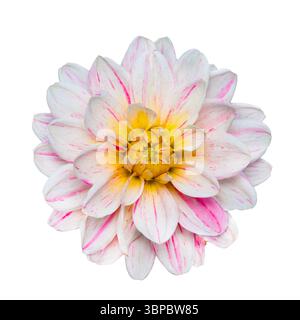 Primo piano di fiori di dahlia bianchi e rosa isolati su sfondo bianco Foto Stock